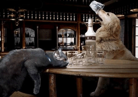 Алкоголь и питомцы